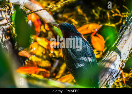 Un Everglades Black Bird a Miami in Florida Foto Stock