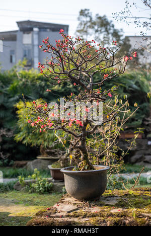 Chaenomeles albero di bonsai in WangJiangLou parco pubblico, Chengdu nella provincia di Sichuan, in Cina Foto Stock