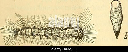 . Relazione annuale. Società Entomologica di Ontario; pesti di insetto; gli insetti. 29 33. Hyphantria Textor Harris. %T le seguenti specie sono indicati per l'alimentazione su acero dal dottor Thomas, entomologo per stato di Illinois :- 31. Agrotis C-nigrum Linn. Larva noto come " Spotted Cut-worm," feed su erba, verdure, Pear Tree e acero. ^tig* 32. Eacles Imperialis Hubner. J una grande falena, estremamente raro in Canada. Caterpillar circa tre pollici di lunghezza, con righe di tubercoli spinoso. Si nutre di platano, rovere, pino, acero, ecc. Questa specie è molto abbondante e odioso in tutto il Canada, essendo k Foto Stock