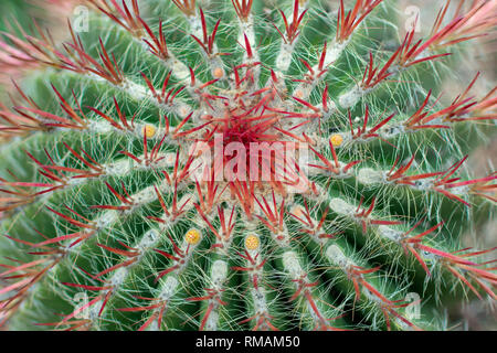 Close up. Cluster di rosso spine taglienti emergono da lanosi areoles sullo stelo del cilindro cactus. Cactus messicani. Ferocactus pilosus Foto Stock