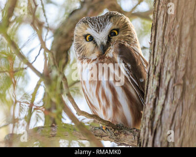 Sega nord-stuzzicare il gufo posatoi su un sidro il ramo di un albero Amherst Isola, Ontario, Canada Foto Stock