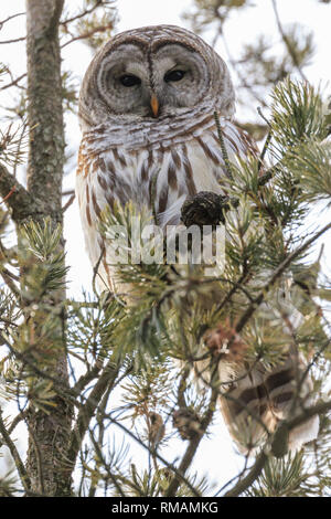 Bloccate il gufo appollaiate su un pino succursale in inverno, Amherst Isola, Ontario, Canada Foto Stock