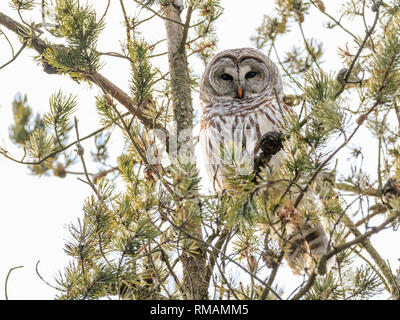 Bloccate il gufo appollaiate su un pino succursale in inverno, Amherst Isola, Ontario, Canada Foto Stock