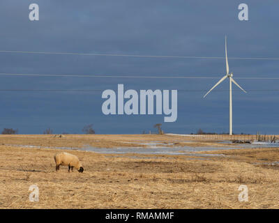 Farm in Amherst isola in inverno, Ontario, Canada Foto Stock