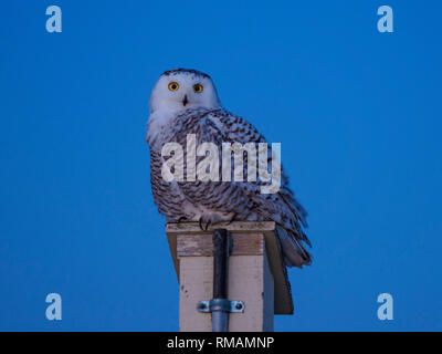 Femmina di gufo di neve in serata, Amherst Isola, Ontario Foto Stock