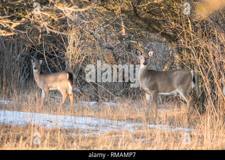 Cervi in Amherst isola in inverno, Ontario, Canada Foto Stock