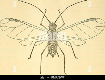 . Relazione annuale. Società Entomologica di Ontario; pesti di insetto; gli insetti. 68 foglie (sette centinaia di colline, ciascuno con due poli e due vitigni) un acro di luppolo, come cresciuti negli Stati Uniti, non saranno, in media, molto superi un milione di prima del periodo di fioritura o la masterizzazione; così che la questione a partire da un unico stelo-madre può, sotto favorendo le circostanze, batterico centinaia di acri di terreno nel corso di due o tre mesi."*. Fig. 38. Maschio alato ingrandita. Quanto sopra in considerazione della vita-storia dell'Hop Aphis è così meraviglioso e inter- esting che ci sentiamo sicuri i lettori della nostra relazione Foto Stock