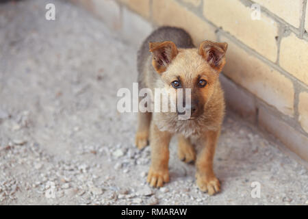 Bellissimo cucciolo di cane pastore fotografato vicino fino Foto Stock