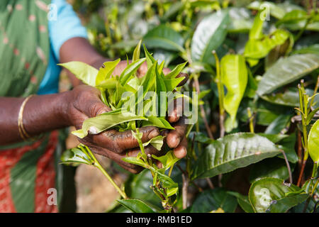 Le mani di una donna raccoglitrice di tè Il tè di prelievo sulla piantagione in Sri Lanka altipiani centrali. La raccolta, agricolo locale il concetto di business. Foto Stock