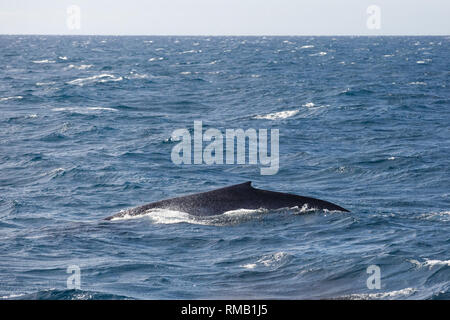 Blue safari avvistamento balene in Sri Lanka. La balenottera azzurra in mare aperto. Foto Stock