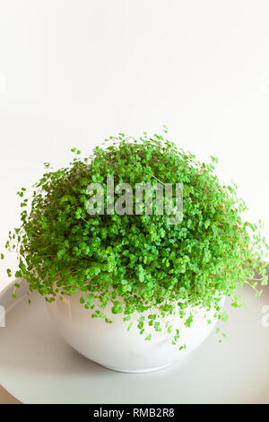 Houseplant Soleirolia soleirolii nel vaso bianco Foto Stock