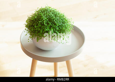 Houseplant Soleirolia soleirolii nel vaso bianco Foto Stock