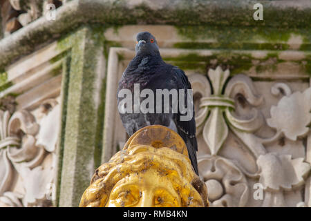 Piccione isolato sulla statua d'oro, Zagabria, Croazia Foto Stock