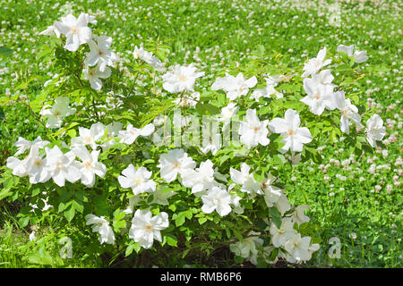 Boccola di fioritura di una rosa che fiorisce in fiori bianchi. boccioli di rose sono state fioritura su una boccola in un giardino Foto Stock