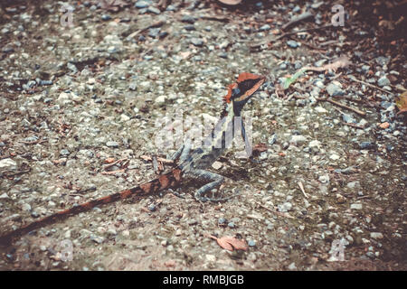 Crested Lizard nella giungla, Khao Sok National Park, Thailandia Foto Stock