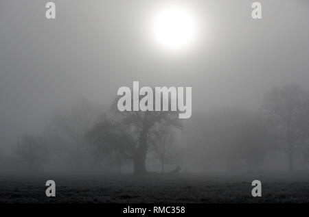 Il gelo e la nebbia in Windsor Great Park, Berkshire. Foto Stock