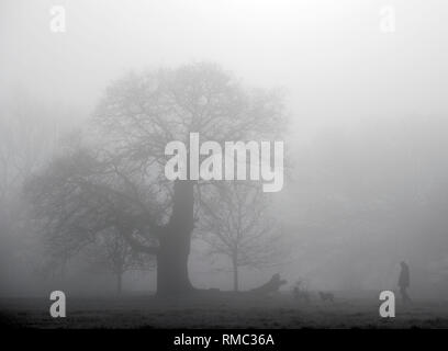 Un uomo cammina i loro cani nel gelo e nebbia in Windsor Great Park, Berkshire. Foto Stock