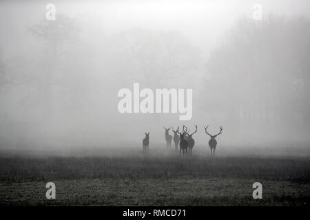 Il cervo a piedi nel gelo e nebbia in Windsor Great Park, Berkshire. Foto Stock