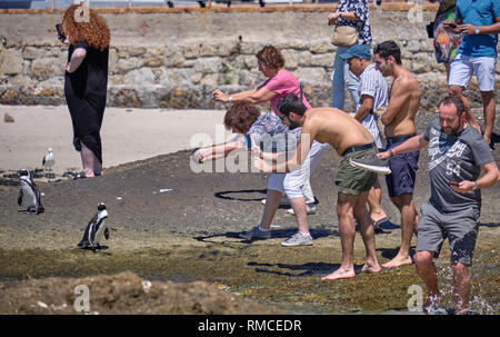 Gruppo di visitatori che circonda un pinguino africano al fine di catturare la loro immagine perfetta. Simonstown, Sud Africa Foto Stock