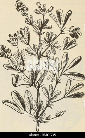 . Annuale catalogo descrittivo di semi &amp;c.. Vivaio Massachusetts cataloghi; fiori Semi cataloghi; semi di ortaggi cataloghi; attrezzature da giardinaggio e fornisce cataloghi; vivaio; fiori; Verdure; GIARDINAGGIO. Trifoglio bianco. (Trifolium repens.) Lucerna o erba medica (Medicago sativa). BRECK di miscele speciali per pascoli permanenti. 1 grado che mostra la corretta quantità di seminare su un acro di luce, medio o suoli pesanti, per Pasi-Art permanente. Timoteo, Parte superiore rossa, dactylis, festuca dei prati, festuca dura, festuca dei prati, . Blue Grass, . Ruvido sgambate prati Loglio perenne, Prato Fox Foto Stock