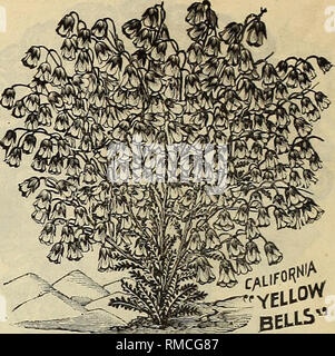 . Annuale catalogo descrittivo di semi &amp;c.. Vivaio, Massachusetts, cataloghi; Fiori, semi, cataloghi; Verdure, semi, cataloghi; GIARDINAGGIO, attrezzature e forniture, cataloghi. VI GIUSEPPE BRECK &AMP; figli fCORPORATION). CALIFORNIA GOLDEN BELL. Emmanthe Pendulifera. Un deciso e meritoria novità dalla California. È una pianta annua, formando folte piante, nme a dodici pollici alto, ciascun ramo è caricato con sostanzialmente a forma di campana unwithering pendolari fiori, circa mezzo pollice lungo, di crema di colore giallo. L'effetto generale di un ramo è molto suggestivo di un lungo spike del giglio di t Foto Stock