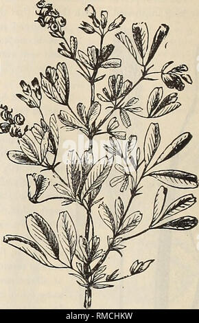 . Annuale catalogo descrittivo di semi &amp;c.. Vivaio, Massachusetts, cataloghi; Fiori, semi, cataloghi; Verdure, semi, cataloghi; GIARDINAGGIO, attrezzature e forniture, cataloghi. Trifoglio bianco. (Trifolium repens.) Lucerna o erba medica. (Medicago sativa). BRECK di miscele speciali per pascoli permanenti. Tabella che mostra la corretta quantità di seminare su un acro di luce, medio o suoli pesanti, per pascolo permanente. Tipo. Timoteo, Parte superiore rossa, dactylis, M eadow Festuca, festuca dura, festuca dei prati, . Blue Grass, . Ruvido sgambate prato, Loglio perenne, Coda di Volpe, Crested Dogstail, legno Mea Foto Stock