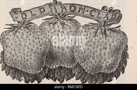 . Annuale catalogo descrittivo di frutta e di alberi ornamentali, piccoli frutti, di vigne e di piante : propagato, cresciuto e per la vendita Vivai (orticoltura) Kansas cataloghi; vivaio Kansas cataloghi; alberi da frutto cataloghi; alberi ornamentali Cataloghi Cataloghi di frutta; uve cataloghi. HART PIONEER vivai. 29 GRANDE BOB. Uno dei più grandi dei nuovi ordinamenti, e ha dimostrato di essere molto desiderabile in Occidente, prendendo il posto della ot la Wilson e Downing e maggiore di o. Pistillate. ^PHELPS (Vecchia di ferro rivestito.)-uno dei più sana e vigorosa crescita- ing piante sul nostro luogo, producendo un enorme di raccolto Foto Stock