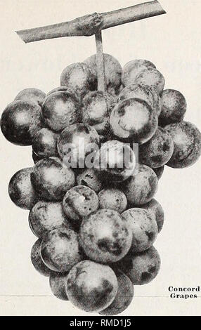 . Descrittivo annuale Listino prezzi : per i nostri clienti e amici. Varietà di alberi di cataloghi; vivaio cataloghi; Rose semi cataloghi; arbusti cataloghi. Bed giugno prugne PERSIMMONS giapponesi in persimmon giapponese abbiamo un Draeger X-am 7000 può esser- zione del bellissimo fogliame insieme con bel frutto. Il frutto è molte volte più grande del na- tivo Persimmon. Prezzi di persimmon alberi da 3 a 4 piedi, 70c ciascuna; $6,00 per 10. Da 2 a 3 piedi, 60c ciascuna; $5.00 per 10. TANE NASHI. La maggior parte della frutta desirablej grandi, giallo chiaro cambia a rosso. Seedless. Rabarbaro Rabarbaro o torta impianto. Viene anticipato in primavera ed è utilizzato fo Foto Stock