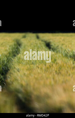 Chiudere la vista cornfield verde con frumento naturale Foto Stock