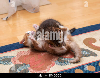 Due graziosi shorthair gattini giocando e combattendo sul tappeto Foto Stock
