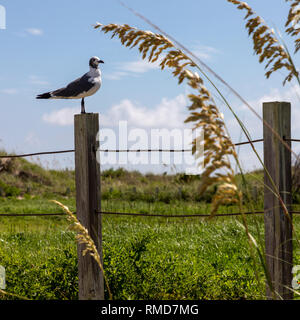 Sea Gull mantenendo un belvedere isola Ocracoke Outer Banks NC. Foto Stock