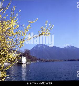 Il Tegernsee è particolarmente bello in primavera con la prima fioritura arbusti. Foto Stock