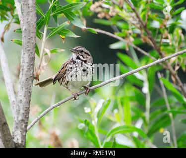 Song Sparrow (Melospiza melodia) in corrispondenza del bacino di Sepulveda riserva faunistica, Van Nuys, CA, Stati Uniti d'America. Foto Stock