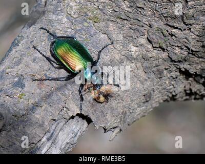 Forest caterpillar hunter (Calosoma sycophanta) alimentazione su un Gypsy Moth caterpillar (Lymantria dispar) ha ucciso in un leccio albero, Bacu Golorit Foto Stock