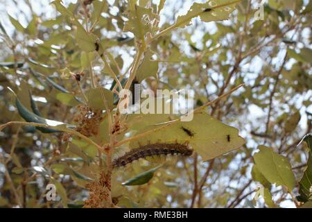 Gypsy Moth bruchi (Lymantria dispar) alimentazione su e polverizzando Holm foglie di quercia (Quercus ilex), Bacu Goloritze orrido, Baunei, Sardegna, Italia. Foto Stock