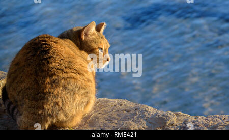 Un solitario gatto a un tramonto in Mallorca Foto Stock