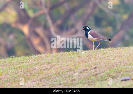 Red-Wattled Pavoncella bird in piedi sul prato Foto Stock