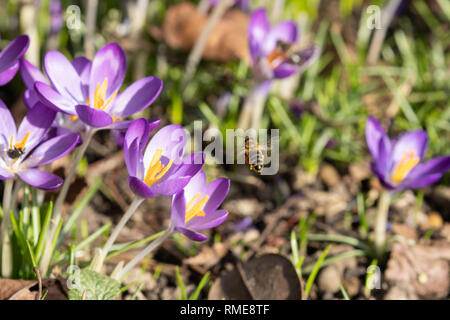 Miele Bee volando verso un gruppo di crocus bianchi e viola. Foto Stock