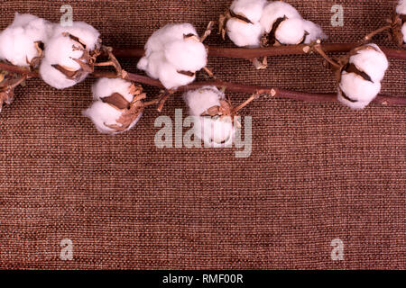 Design floreale con soffice cotone essiccato bolls più ruvida tela marrone. Vista superiore, copia spazio, biglietto di auguri Foto Stock