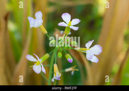 Poco bianco fiori in un giardino. Foto Stock