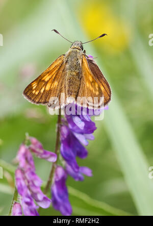 Grande skipper Foto Stock