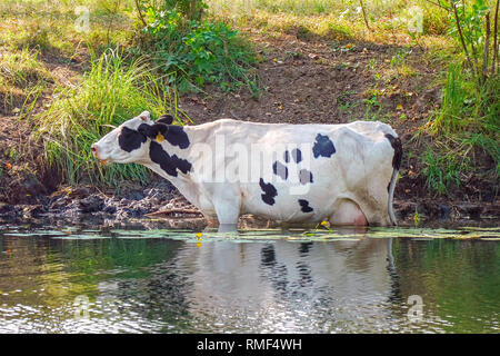 Vacche riposare in acqua in una giornata calda fuoriesca dal calore Foto Stock