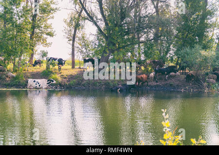 Vacche riposare in acqua in una giornata calda fuoriesca dal calore Foto Stock