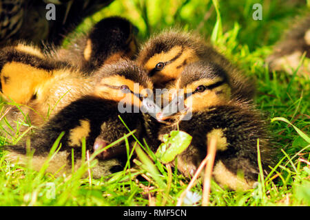 Poco anatroccoli dormire in erba Foto Stock