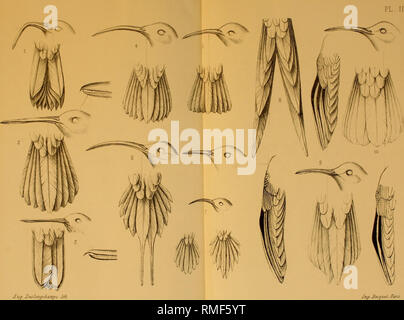 . Annuaire du Musée d'histoire Naturelle de Caen. Storia naturale. ?£i2ç Deslonqchamps lî"ih. 1 Eutoxeres 2 Grypus 3 Androdon 4 Glaucis 5 Threneles 6 PhoetoTni.: PyqinorTiis 9 Sphenoproctus 10 Largipennis. Si prega di notare che queste immagini vengono estratte dalla pagina sottoposta a scansione di immagini che possono essere state migliorate digitalmente per la leggibilità - Colorazione e aspetto di queste illustrazioni potrebbero non perfettamente assomigliano al lavoro originale. Musée d'histoire Naturelle de Caen. Caen : F. Le Blanc-Hardel Foto Stock