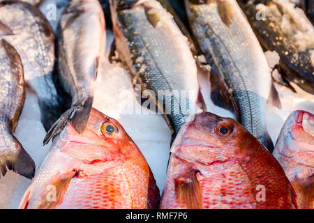 Pila di Northern fresco Lutiano rosso pesce, Lutjanus campechanusfish, per la vendita sul tuo pescivendolo, all'aperto del mercato di frutti di mare. Foto Stock