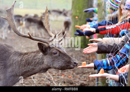 Magdeburg, Germania. 12 Feb, 2019. Durante il gioco di alimentazione, visitatori tendere le loro mani con il cibo attraverso la recinzione dell'Elba meadow park. In daino enclosure, nero, bianco, selvaggia e porcellana-animali colorati cavort su oltre 10.000 metri quadrati e attualmente si manifestano i visitatori nel loro chubby inverno pelliccia. Le alimentazioni sono guidati dall'Elbauenpark forester. Credito: Pietro Gercke/dpa-Zentralbild/ZB/dpa/Alamy Live News Foto Stock