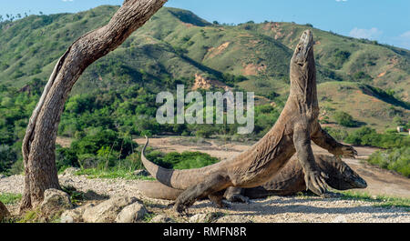 I draghi di Komodo. Il drago di Komodo ha sollevato la testa e aprire la bocca. Più grande lucertola vivente nel mondo. Nome scientifico: Varanus komodoensis. Natural Foto Stock