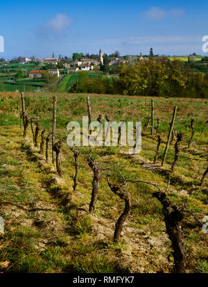 Vista guardando N su vecchie vigne a Le duetto agriturismo per il villaggio di St Vivien de Monségur, nei pressi di La Réole, Bordeaux, Francia. Foto scattata Marzo 1994. Foto Stock