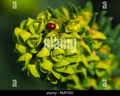 Primo piano di una coccinella beetle su un verde Euphorbia fiore pianta Foto Stock